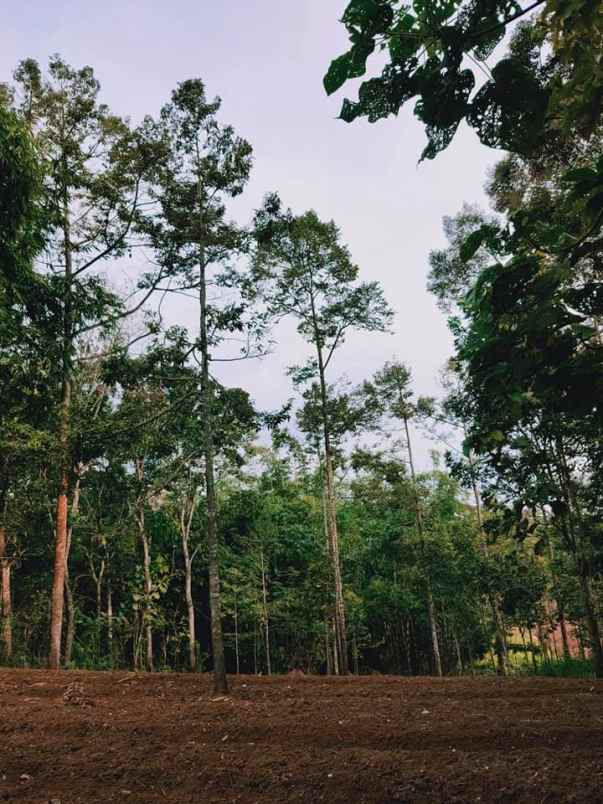 tanah karangpandan karanganyar