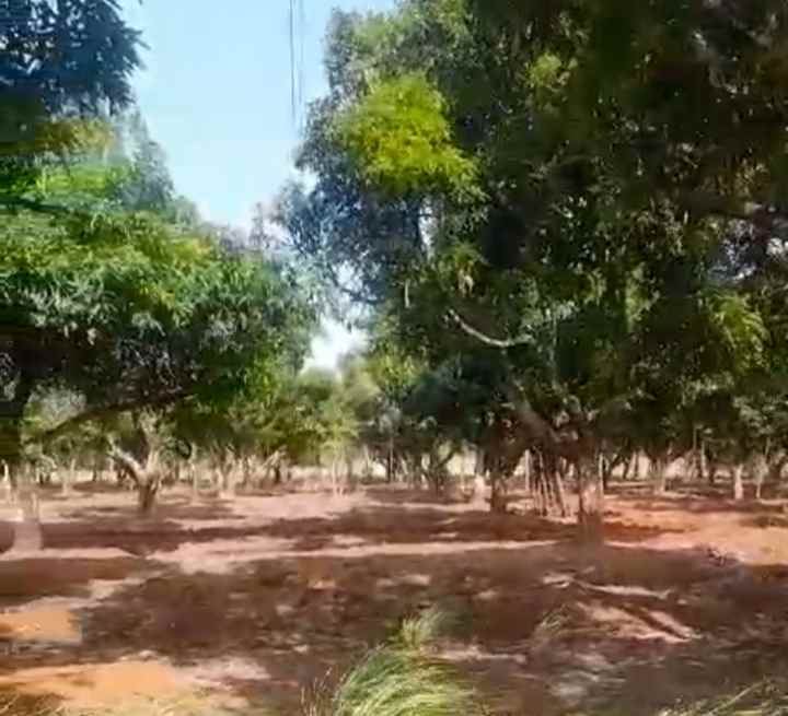 tanah kebun mangga dijual di durajaya greged cirebon