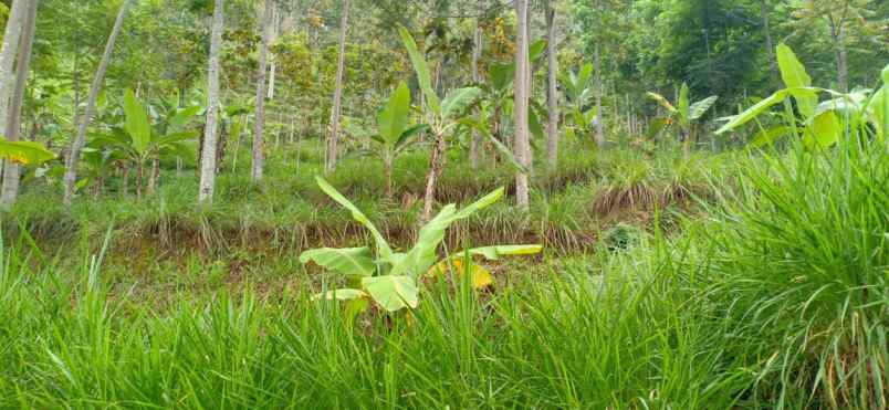 tanah kemuning ngargoyoso