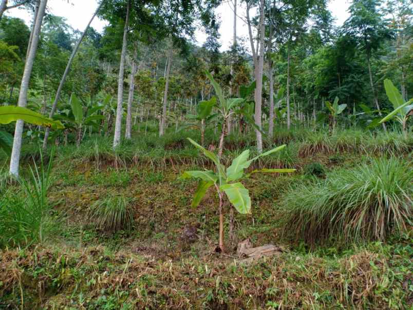 tanah kemuning ngargoyoso