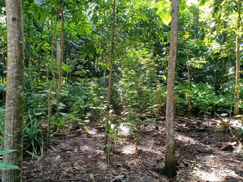 tanah kerjo karanganyar