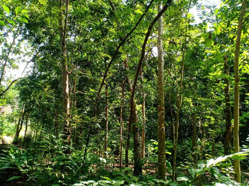 tanah kerjo karanganyar