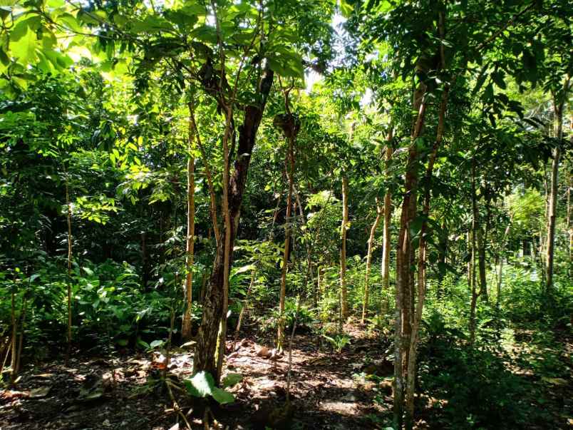 tanah kerjo karanganyar