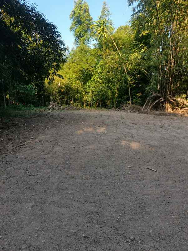 tanah luas 1 505 m di bantul harga rp510 juta