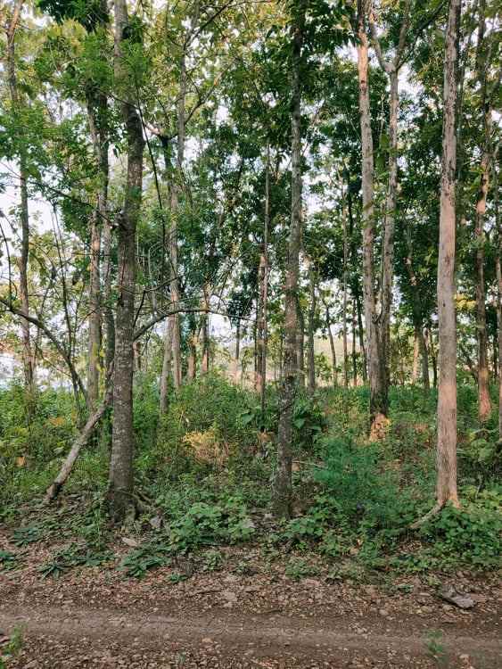 tanah mojogedang karanganyar