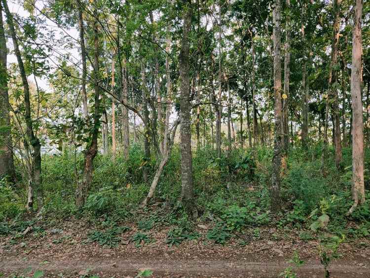 tanah mojogedang karanganyar