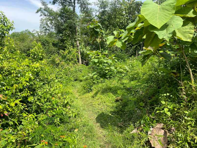 tanah murah 970m hanya 75 juta sragen