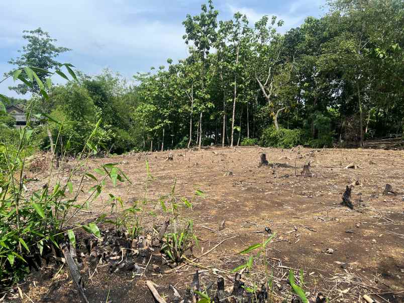 tanah murah 970m hanya 75 juta sragen