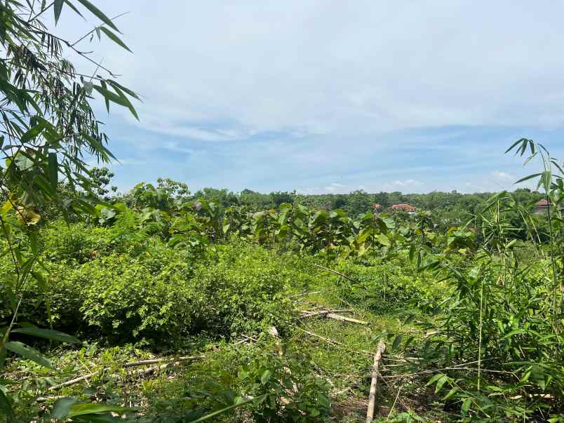 tanah murah 970m hanya 75 juta sragen