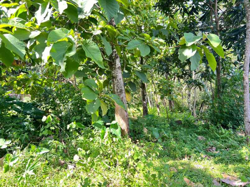 tanah strategis 1300m selatan pasar mojogedang