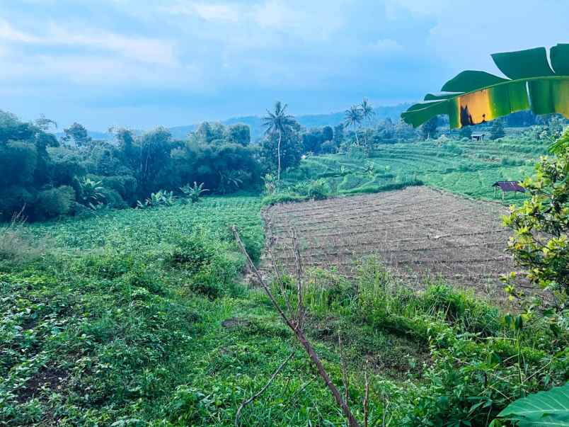 tanah subur 2000m udara dingin ngargoyoso