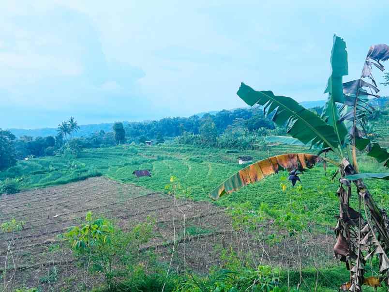tanah subur 2000m udara dingin ngargoyoso