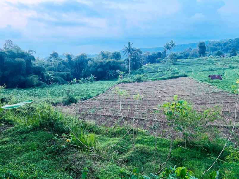 tanah subur 2000m udara dingin ngargoyoso