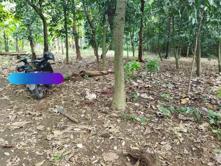 tanah talun cirebon jabar