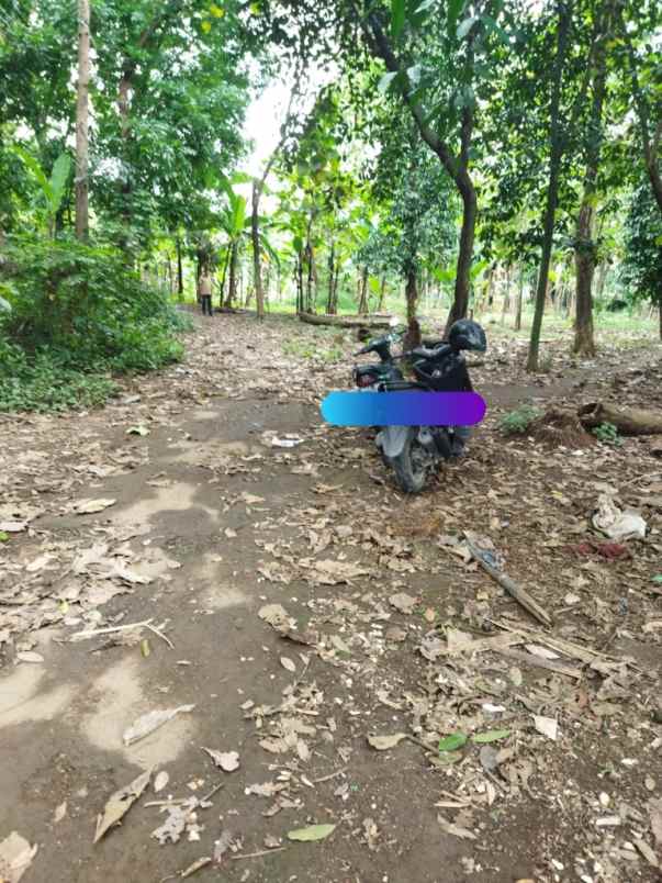 tanah talun cirebon jabar