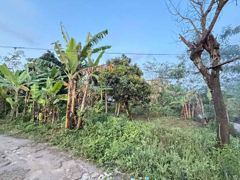 dijual cepat tanah karangbener bae kudus