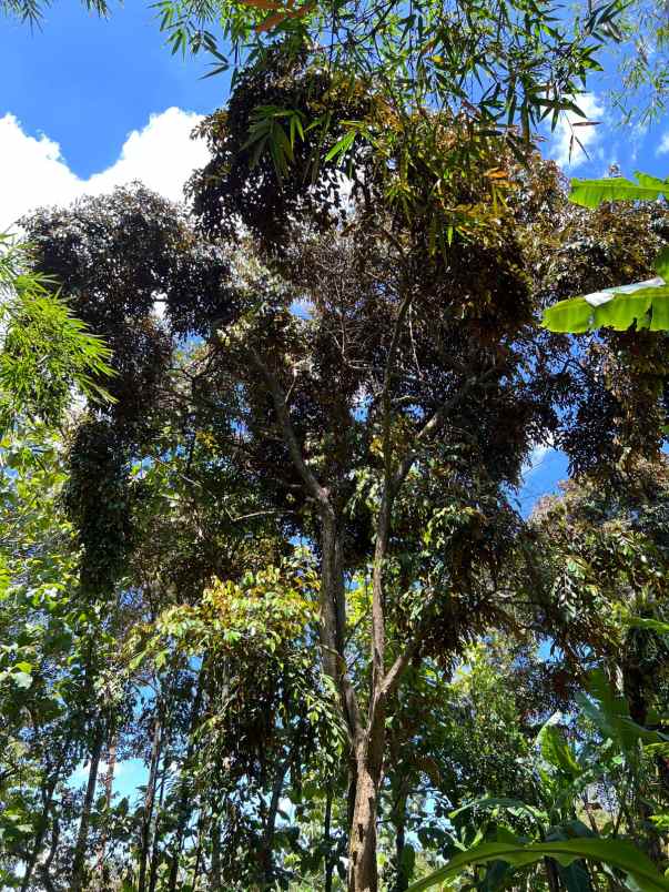 dijual tanah bonus kebun durian mojogedang karanganyar