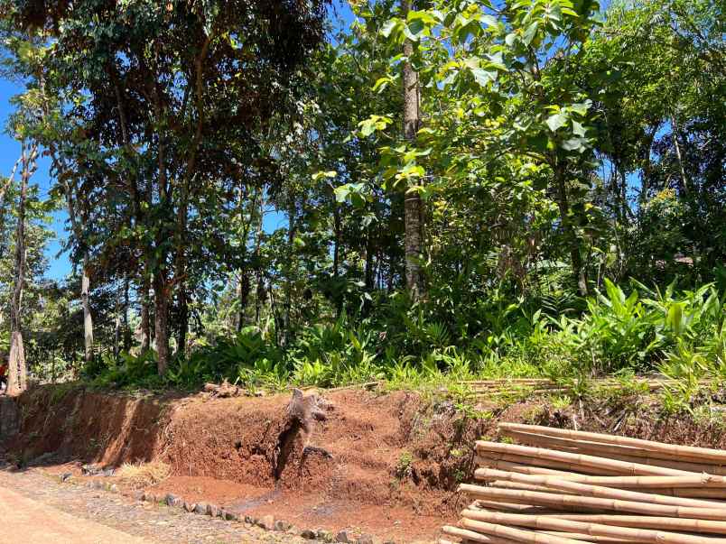dijual tanah bonus kebun durian mojogedang karanganyar