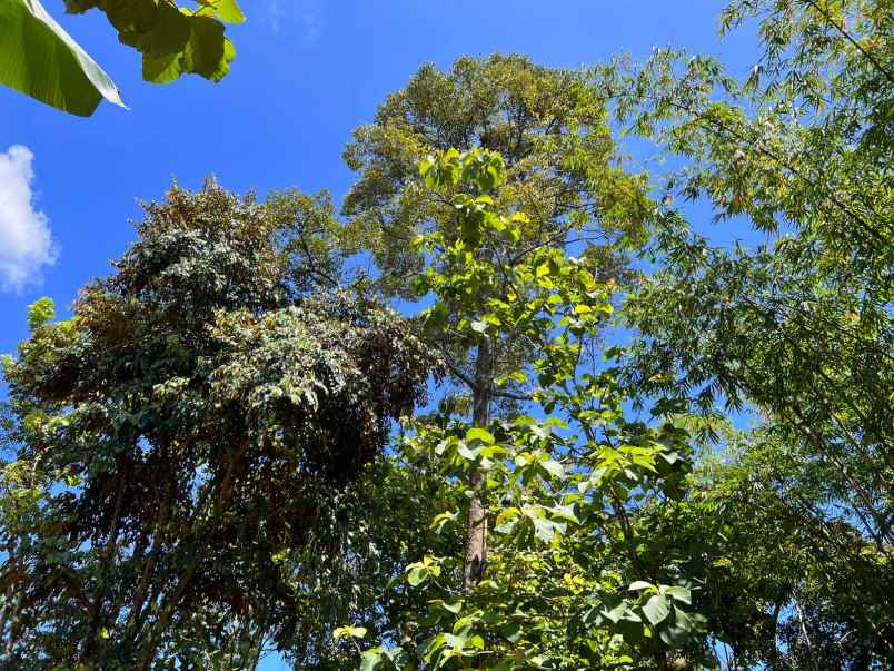 dijual tanah bonus kebun durian mojogedang karanganyar