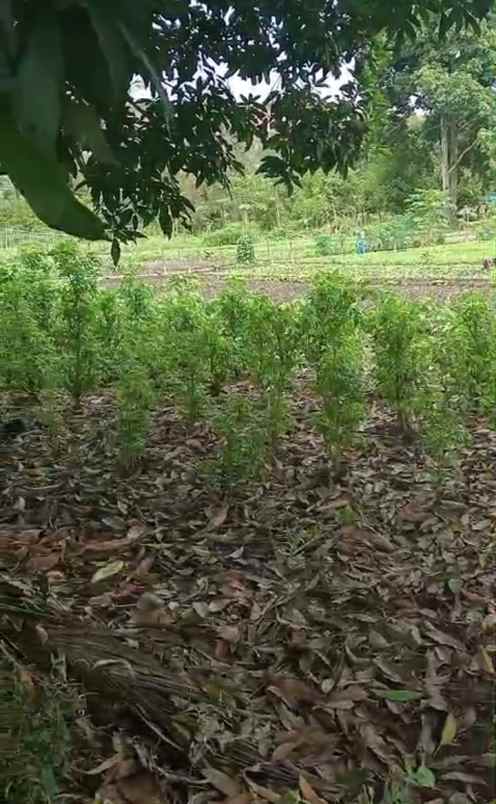 dijual tanah di desa siumbatu kec bahodopi morowali
