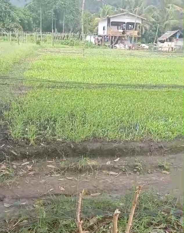 dijual tanah di desa siumbatu kec bahodopi morowali