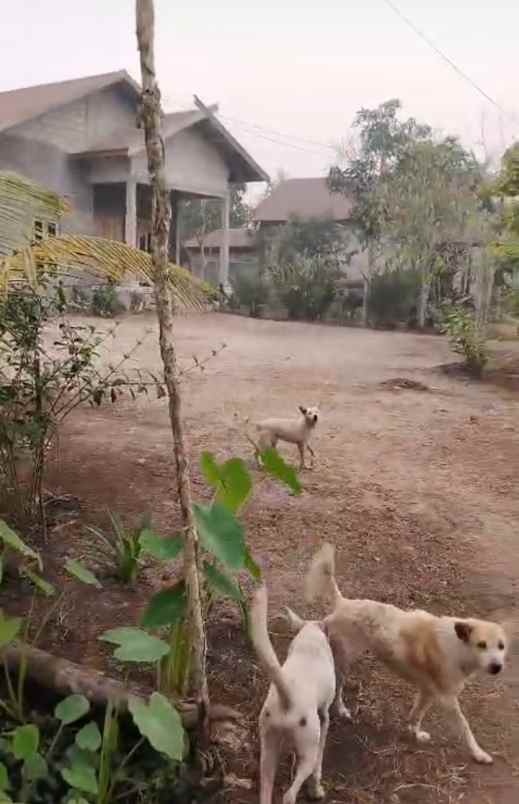 dijual tanah dijual tanah cepat di jln