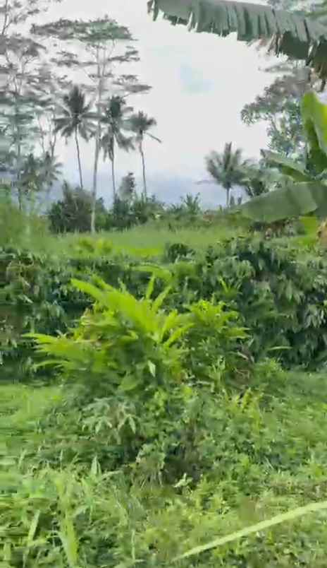 dijual tanah dijual tanah di depan smpn