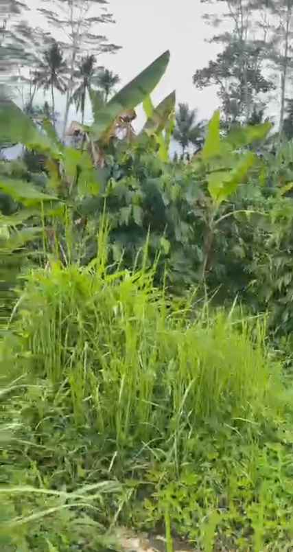 dijual tanah dijual tanah di depan smpn