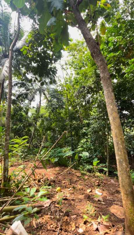 dijual tanah dijual tanah di tamansari