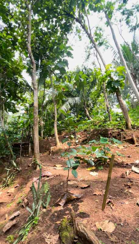 dijual tanah dijual tanah di tamansari