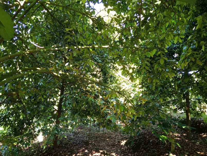 dijual tanah ds sanda kec pupuan