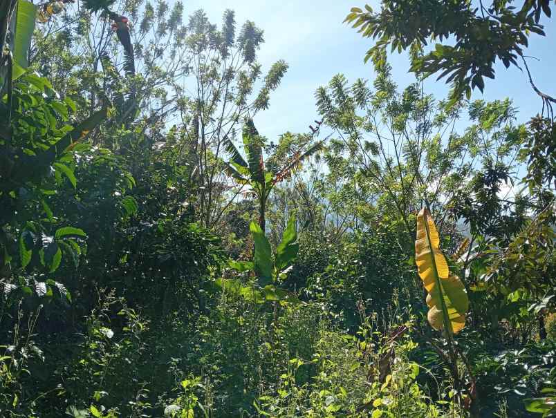 dijual tanah ds sanda kec pupuan