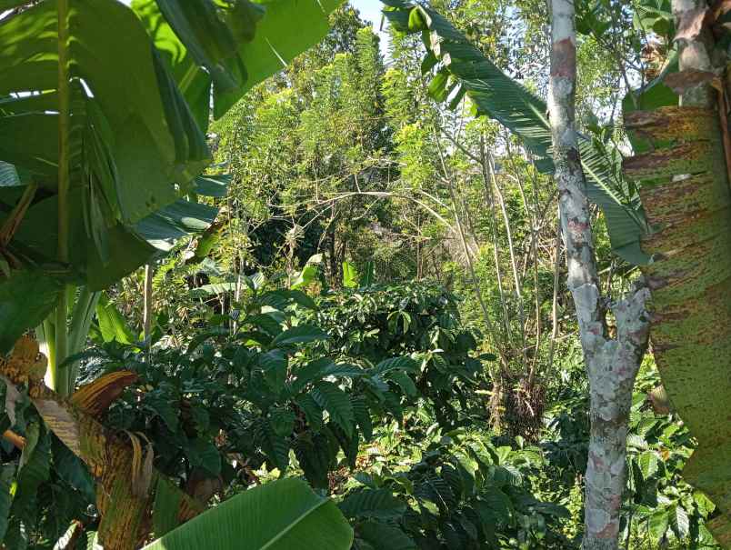 dijual tanah ds sanda kec pupuan