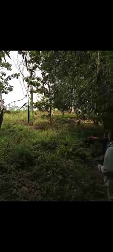 dijual tanah jl jayadikarta cihanyir