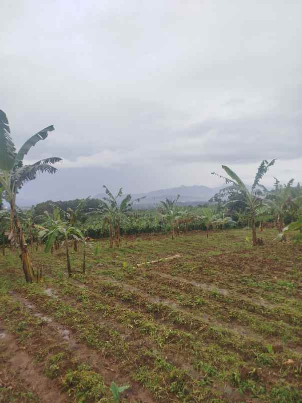 dijual tanah kecamatan cijeruk bogor