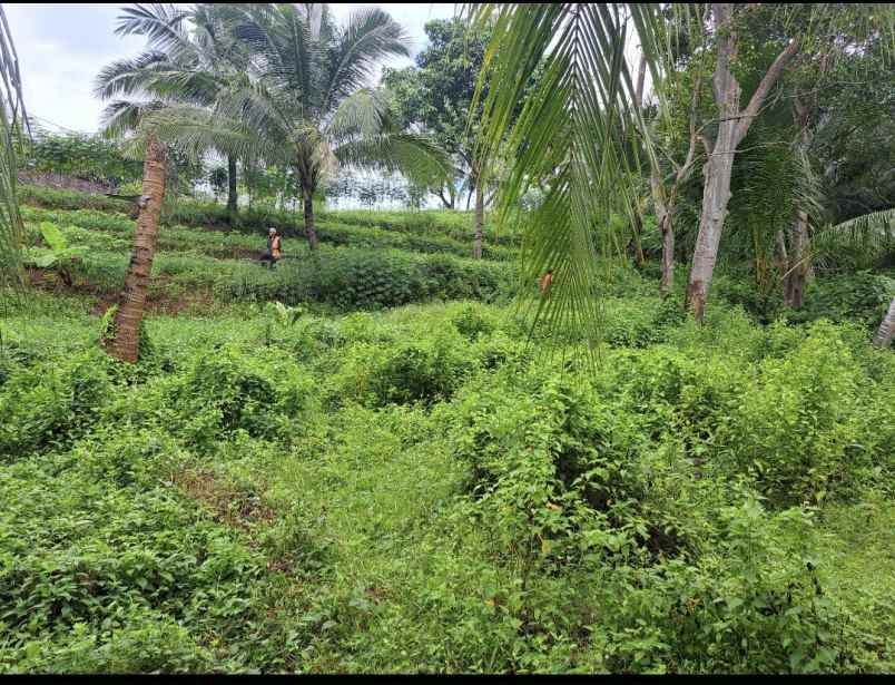 dijual tanah kelurahan sigedong