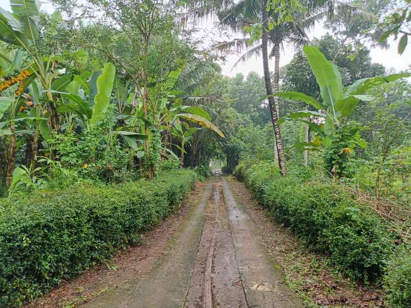 dijual tanah murah purworejo