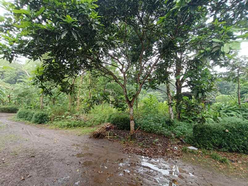 dijual tanah murah purworejo