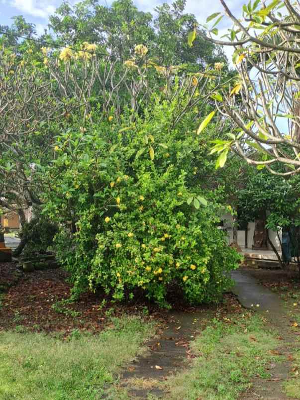 dijual tanah pantai mengening