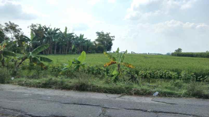 dijual tanah pirin kedungpring lamongan jawa timur