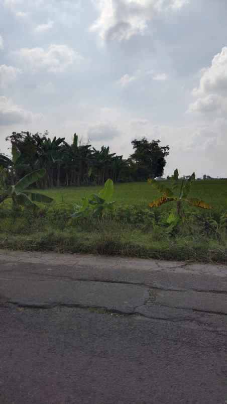 dijual tanah pirin kedungpring lamongan jawa timur