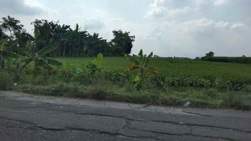 dijual tanah pirin kedungpring lamongan jawa timur