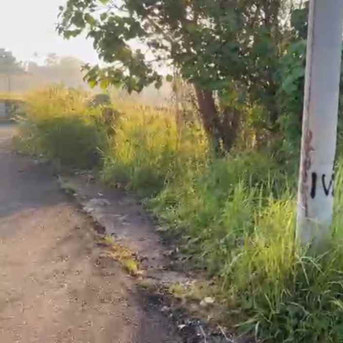 dijual tanah sedap malam