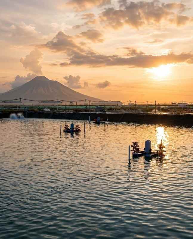 dijual tanah situbondo