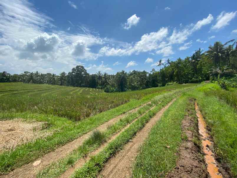 dijual tanah wanagiri selemadeg tabanan