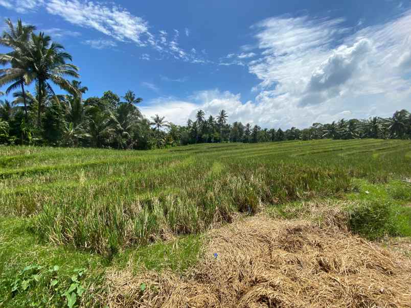 dijual tanah wanagiri selemadeg tabanan