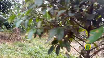 dijual tanah wanayasa