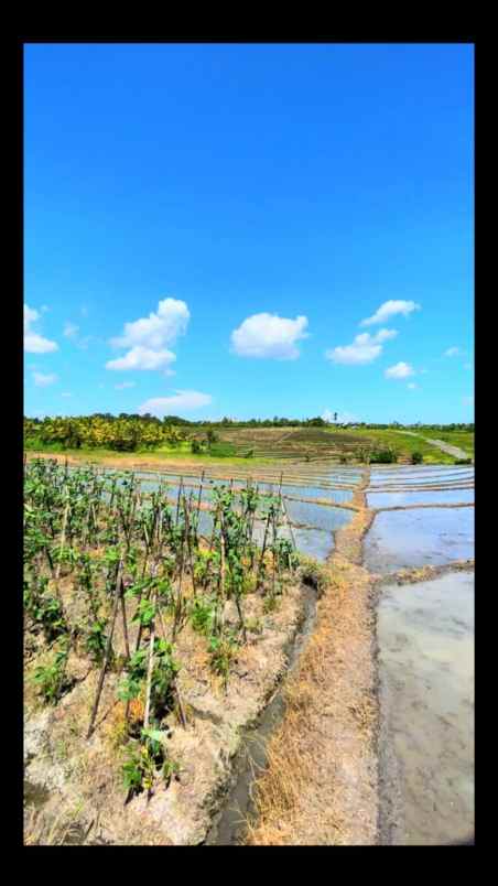 disewakan tanah tibu biu tabanan bali