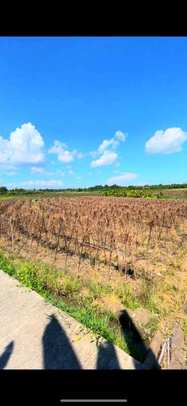 disewakan tanah tibu biu tabanan bali