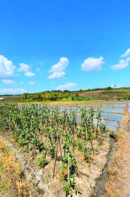 disewakan tanah tibu biu tabanan bali